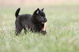 SCHIPPERKE 391